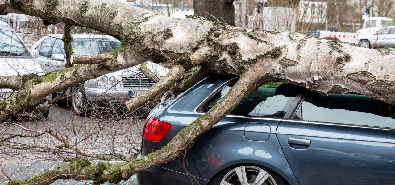 ANP-AFP-storm-takken-en-omgewaaide-bomen-1280x600