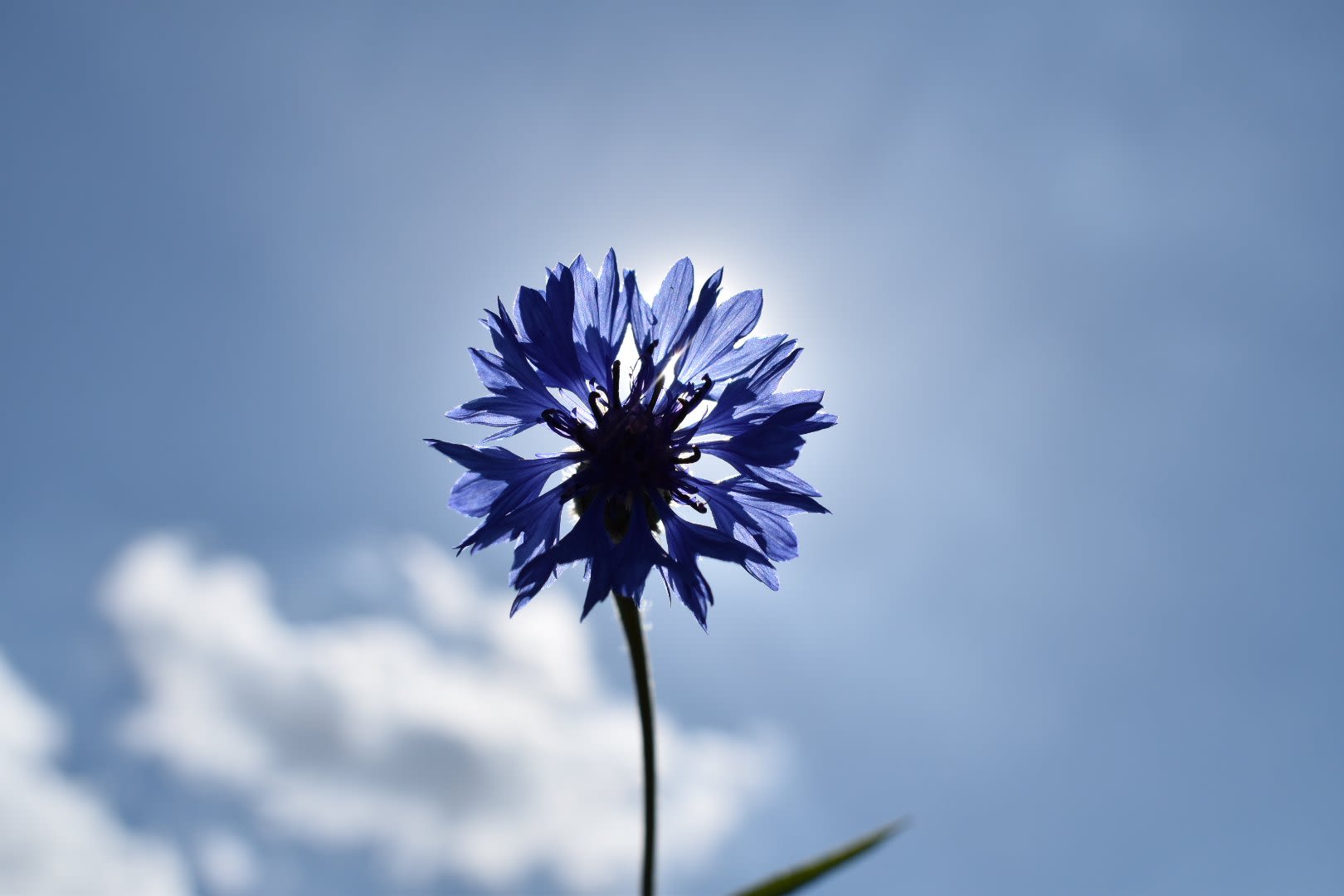 Willem-van-Nunen-bloem-maskeert-de-zon-mei-2020
