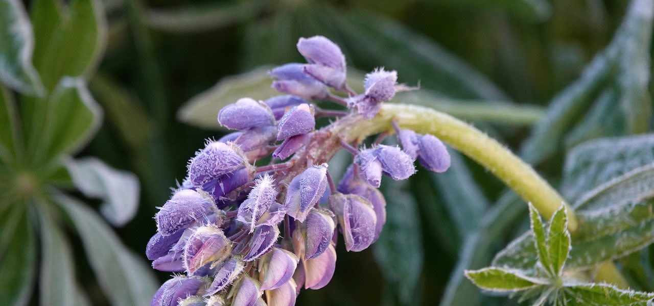 Bevroren-planten-1280x600