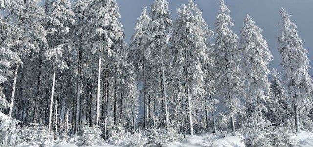 Sneeuw-in-de-Ardennen-e1461847410640