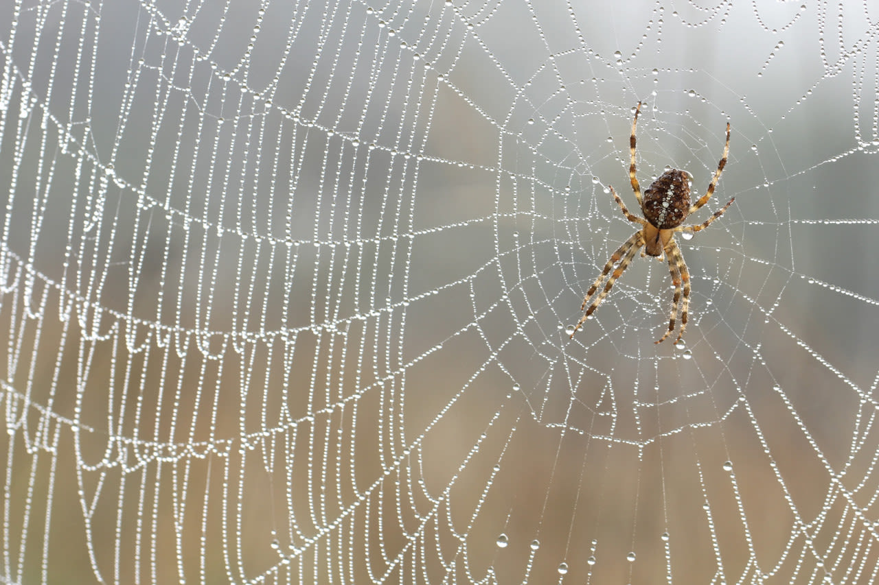 Spin in een web. Foto: Adobe Stock / butterfly-photos.org.