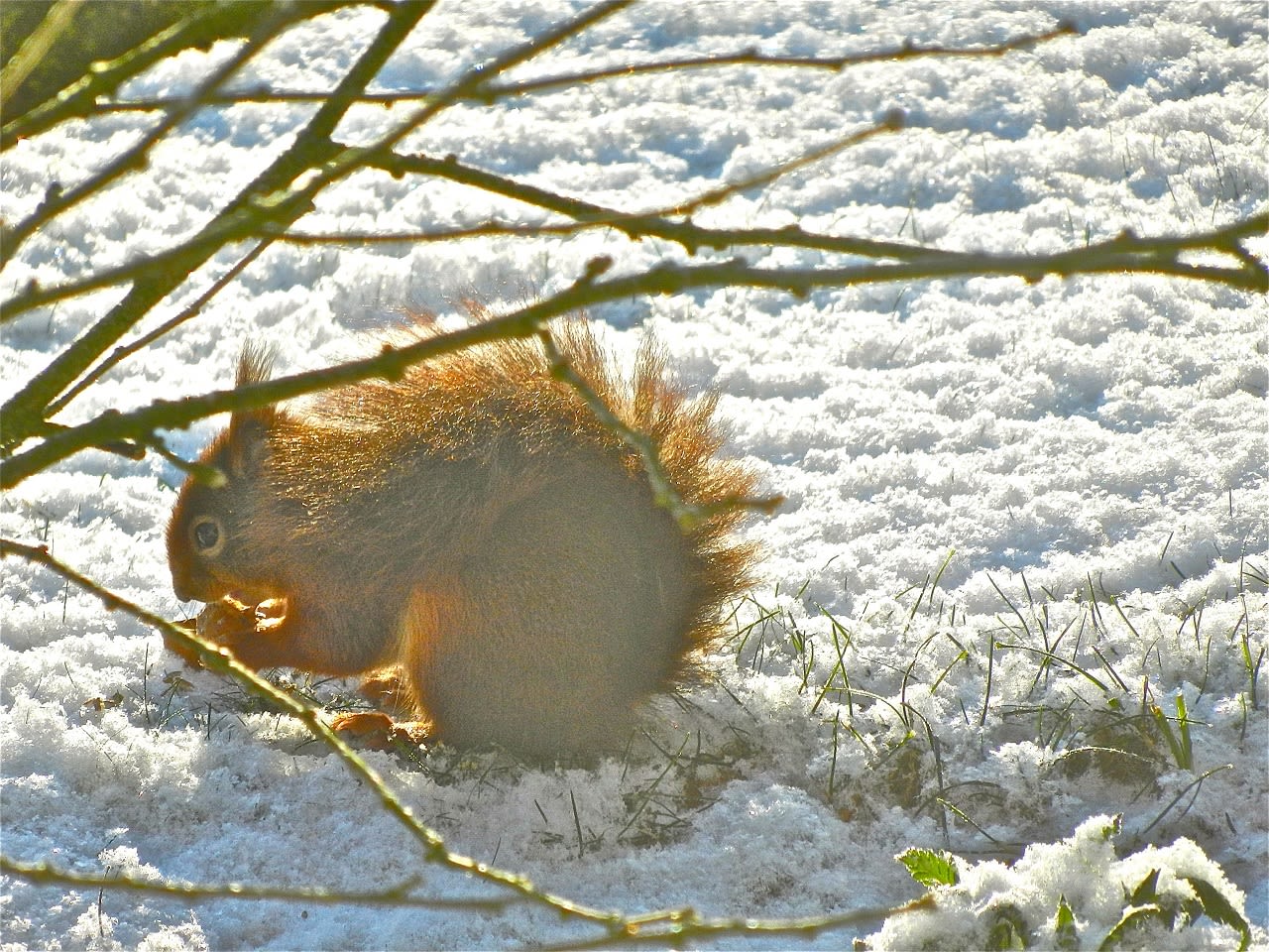 90a92f96-weerfotodieren