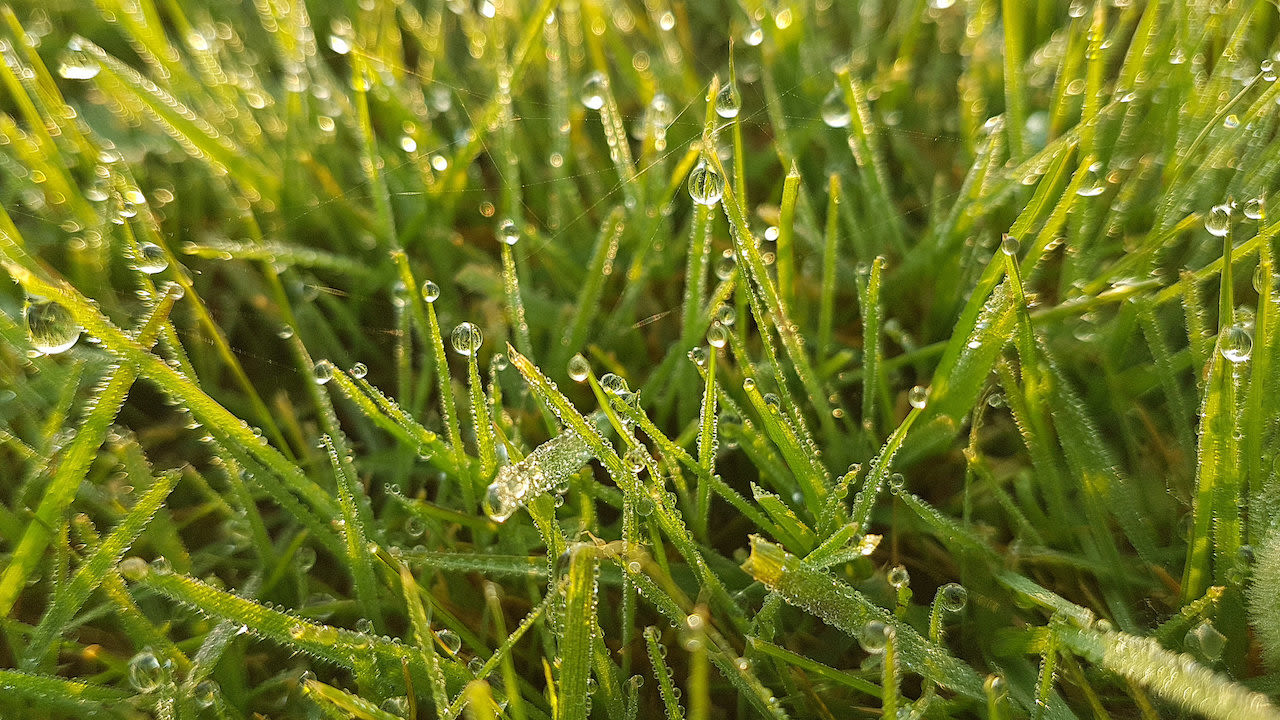 Dauwdruppeltjes op gras. Foto: Jannes Wiersema.