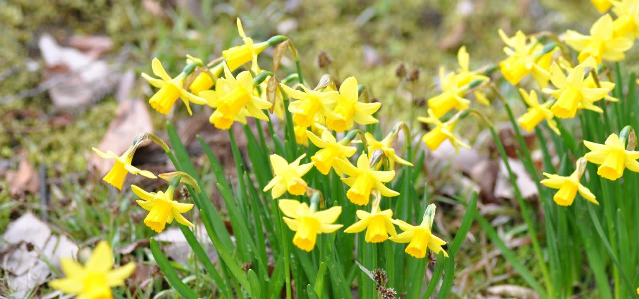 Narcissen-in-de-winter-1280x600