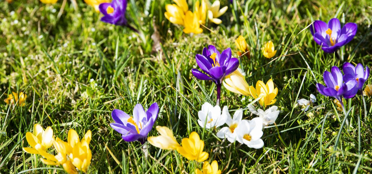 ANP-Mooi-lenteweer-op-komst-1280x600