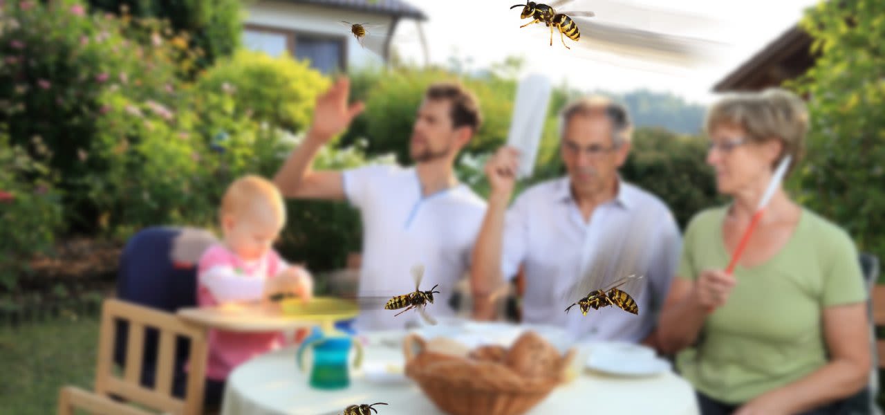 6521e9ab-adobe-stock-riopatuca-images-tips-tegen-wespen-1280x600