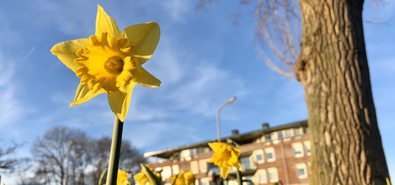 Februari-weer-zacht-weer-narcissen-lopen-uit-1280x600