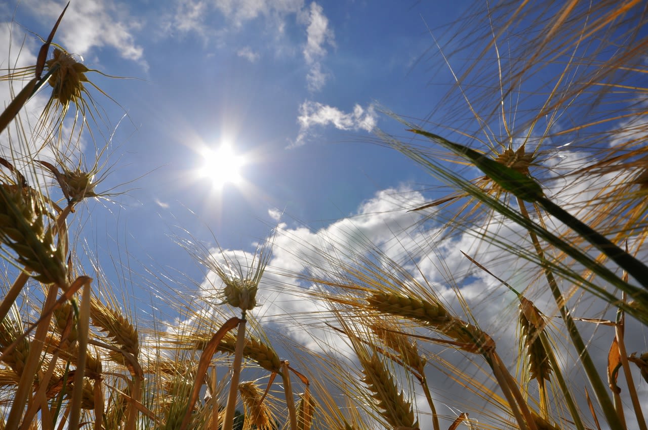 Felle zon. Foto: Ben Saanen