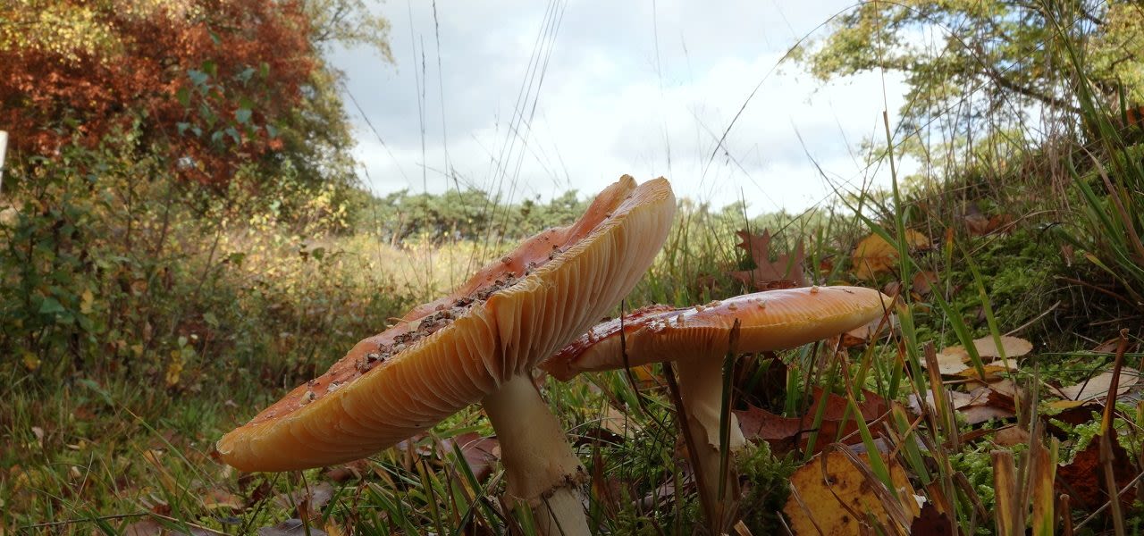 a69c0bfd-weerfotooktbs1-1280x600