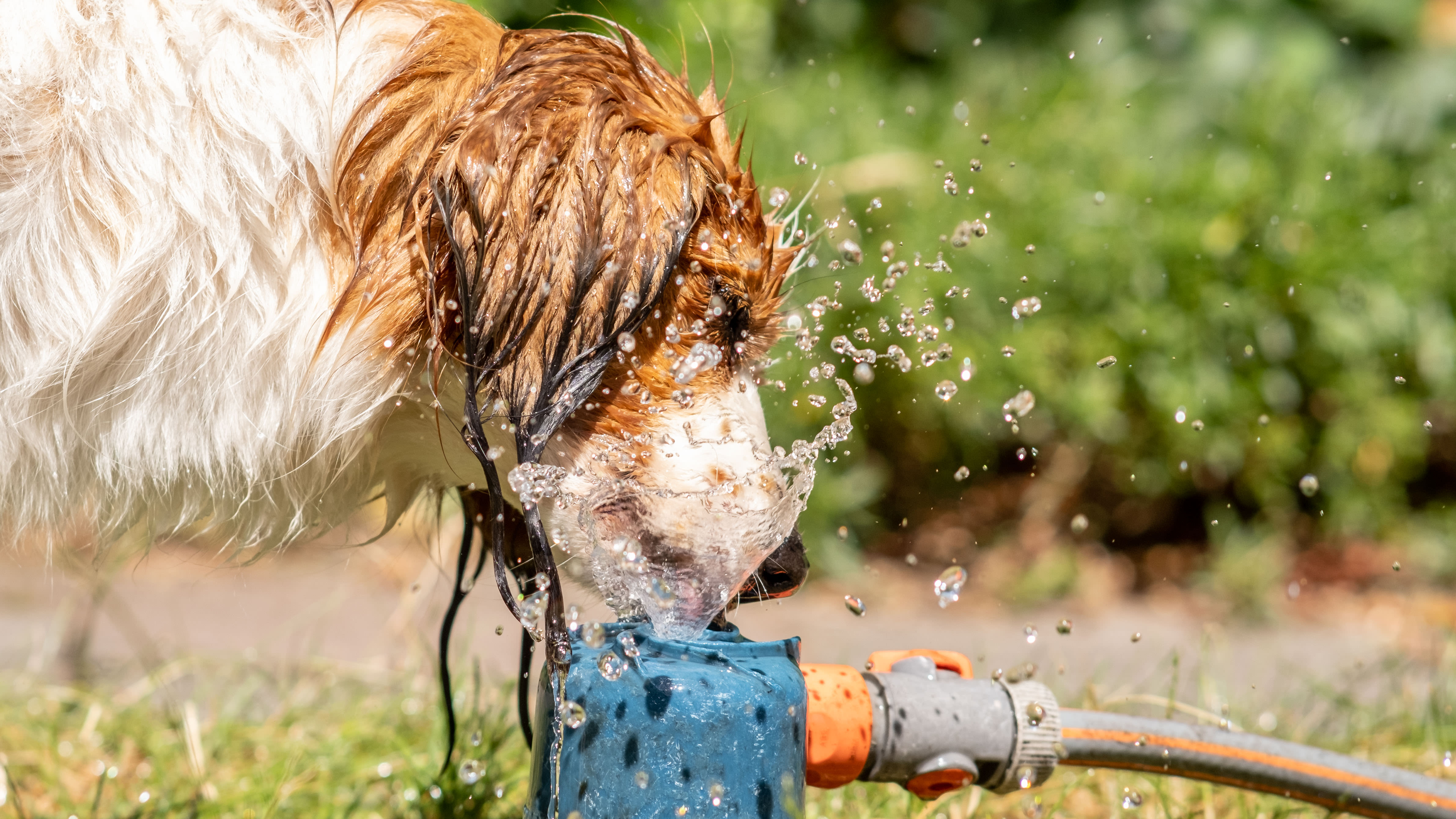 Deze hond zocht de verkoeling van een sproeier op. Foto: Burry van den Brink