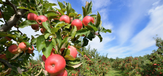 appelboom-e1409134275435