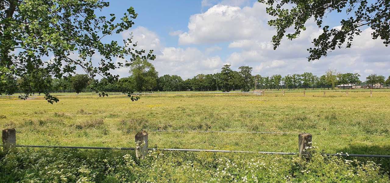 Bloeiende-grassen-en-kruiden-paardenwei-Woudenberg-1280x600