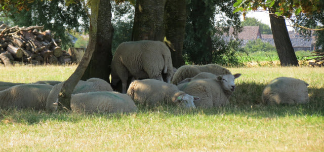 Schapen-zoeken-schaduw-op-e1533050866384