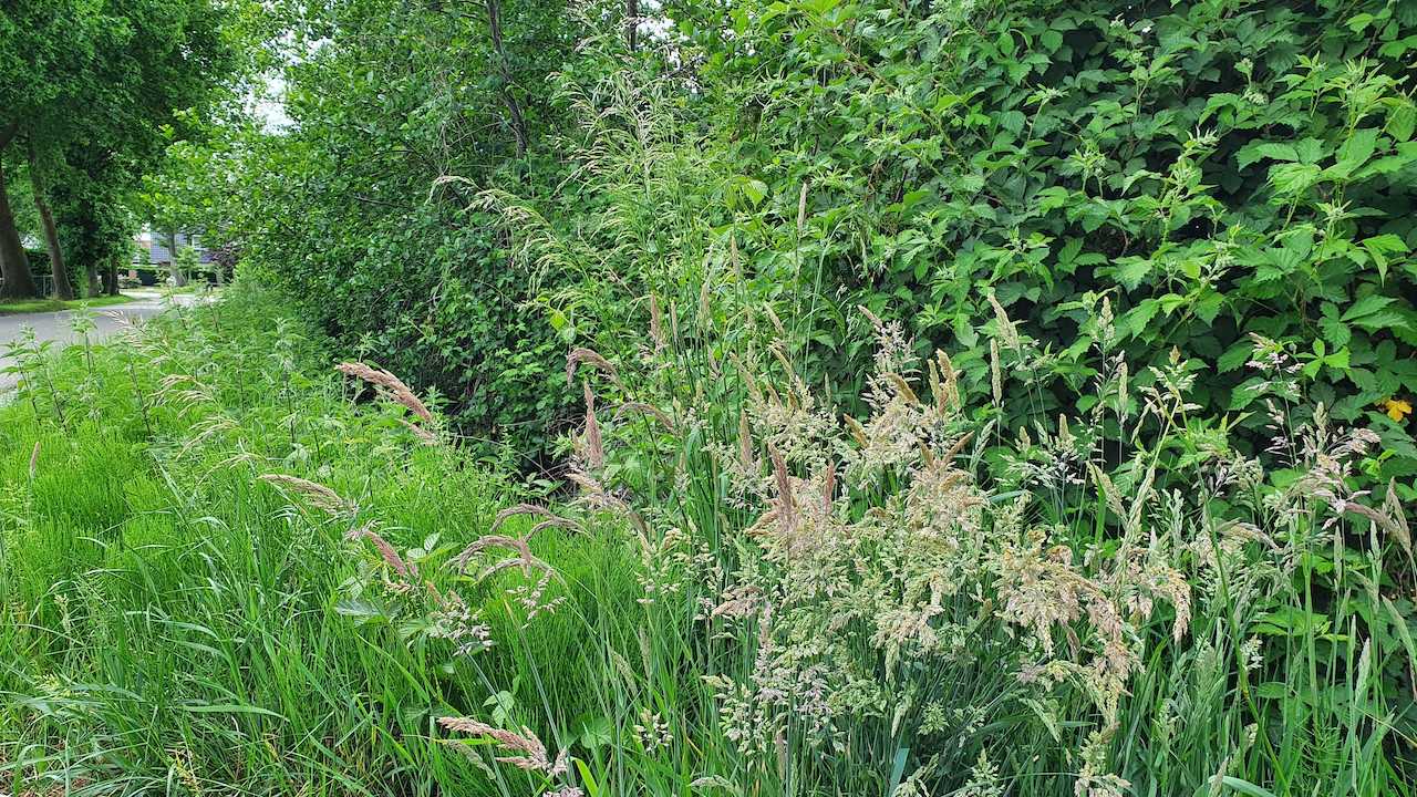 Bloeiend-gras-aan-een-slootkant-Woudenberg