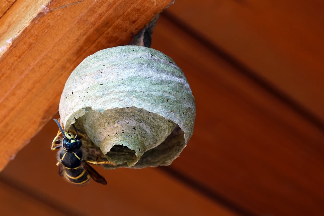 Een wespenkoningin begint aan de bouw van een nieuw nest. Foto: Adobe Stock / P.S.DES!NG