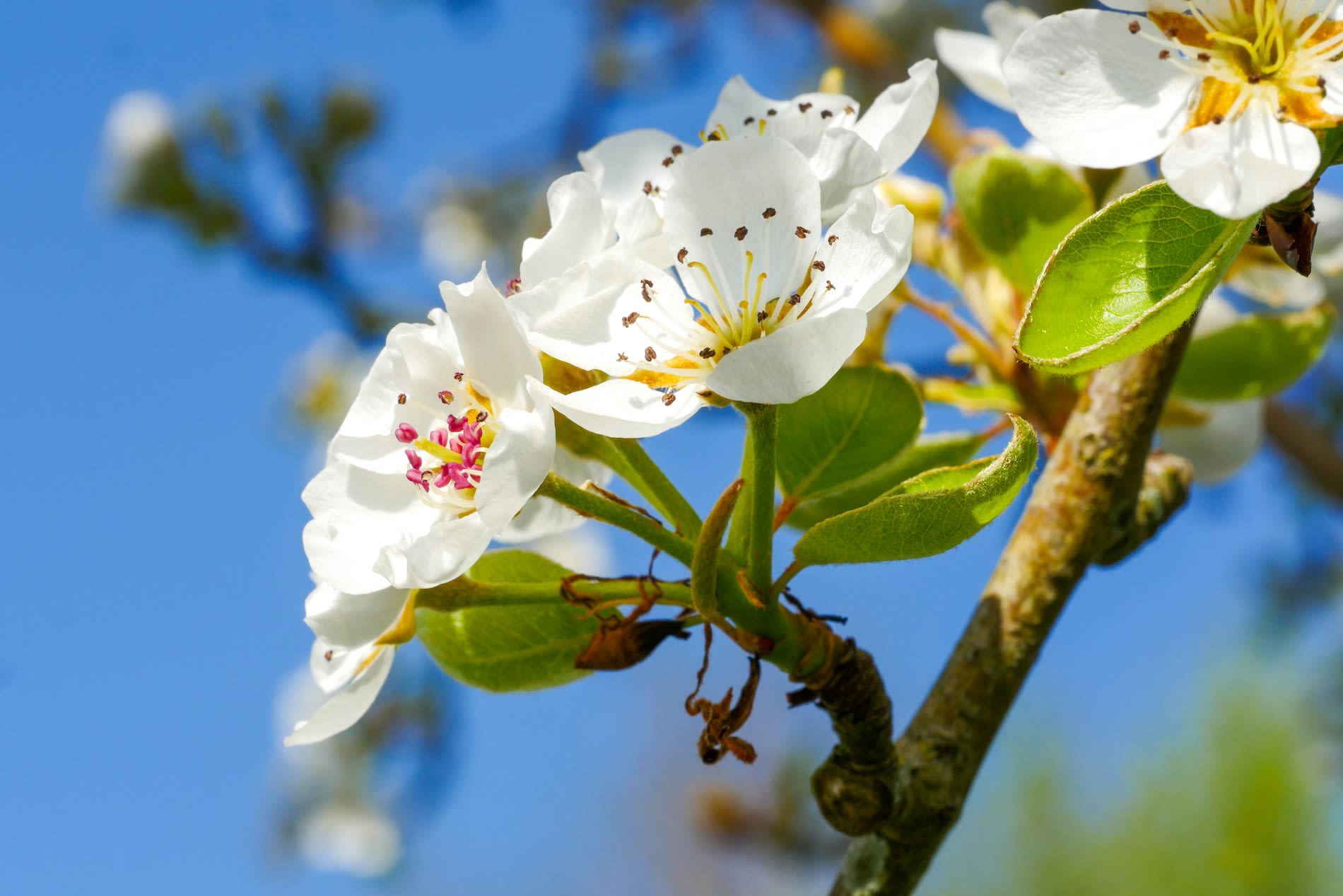 Bloesem van een perenboom. Foto: Adobe Stock / Philipimage