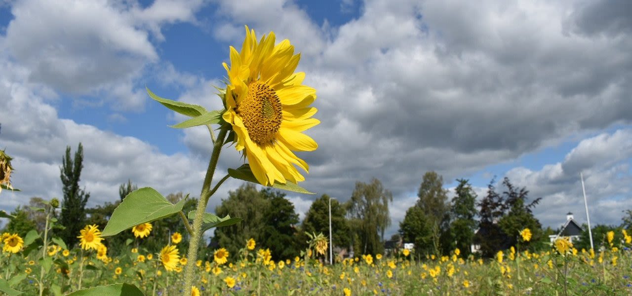 7c9459a2-juliopgewarmdwn-1280x600