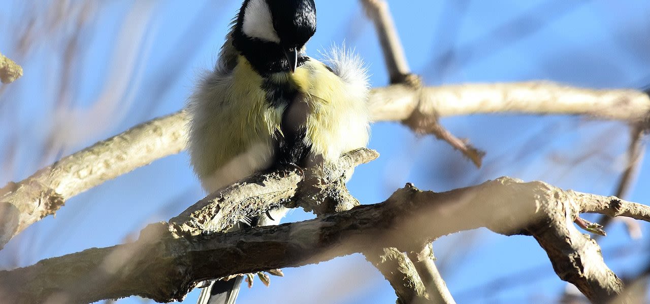 33e7189c-adri-joosse-warmste-niet-eerder-zo-warm-22-februari-ooit-gemeten-1280x600