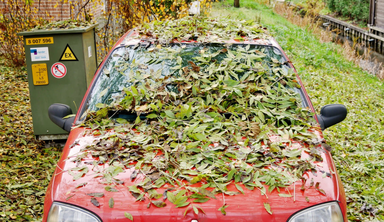 Vallende bladeren in de herfst. Foto: Ton Wesselius