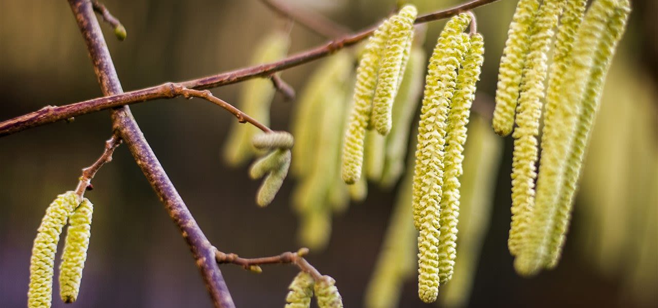 Bloeiende-Hazelaar-in-december-1280x600