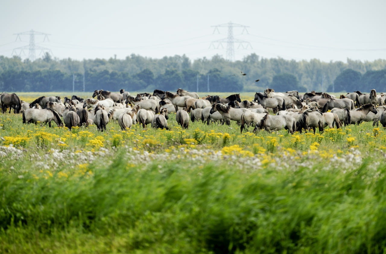 Paarden-in-de-Oostvaardersplassen-