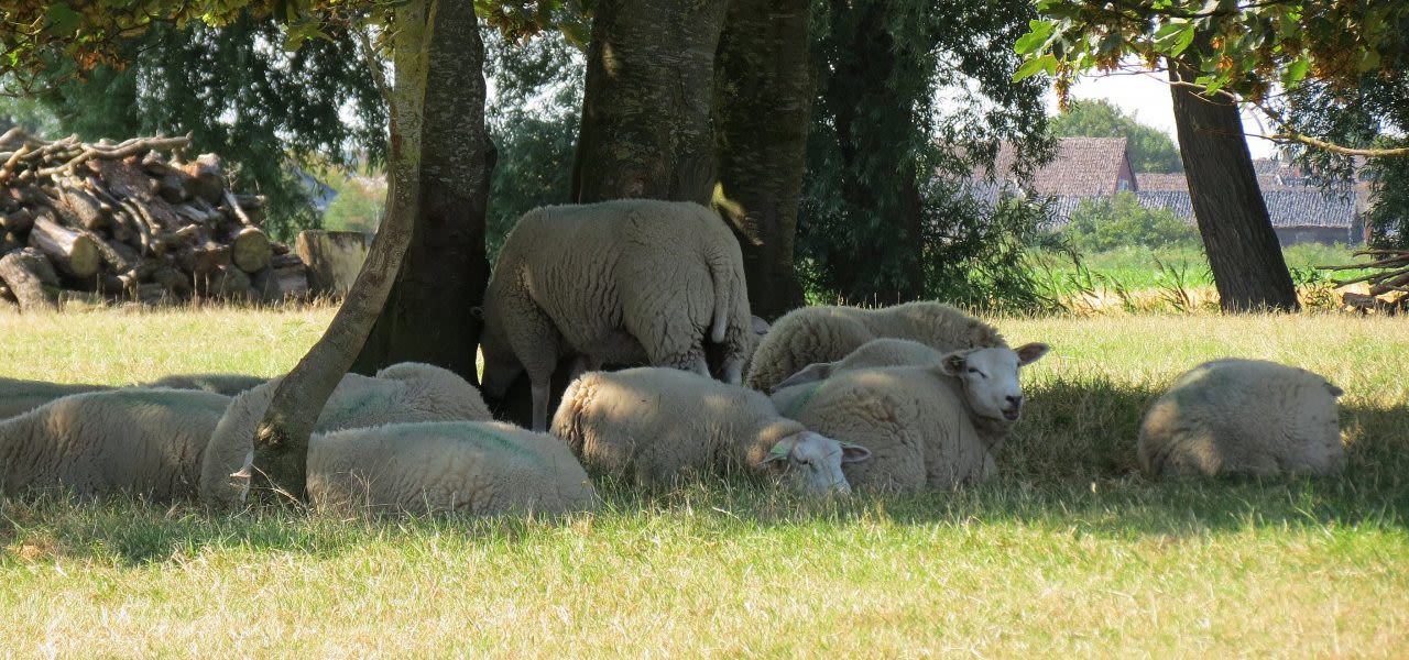 Schapen-zoeken-schaduw-Jannes-Wiersema-1280x600