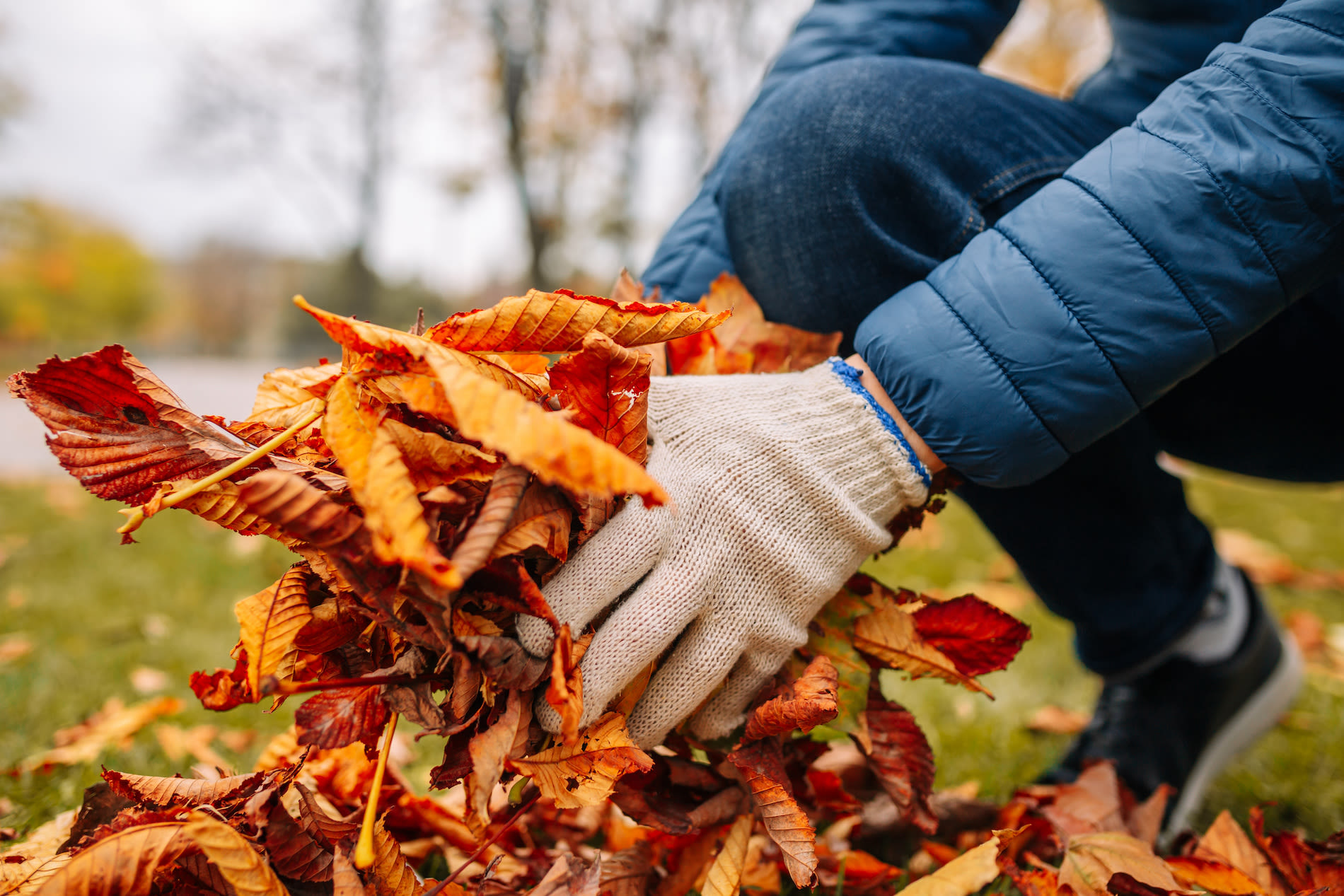 tuinieren, herfst, bladeren