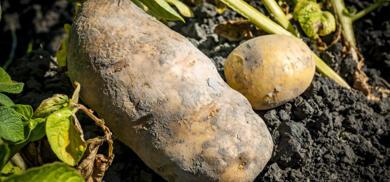 aardappel-anp-1280x600
