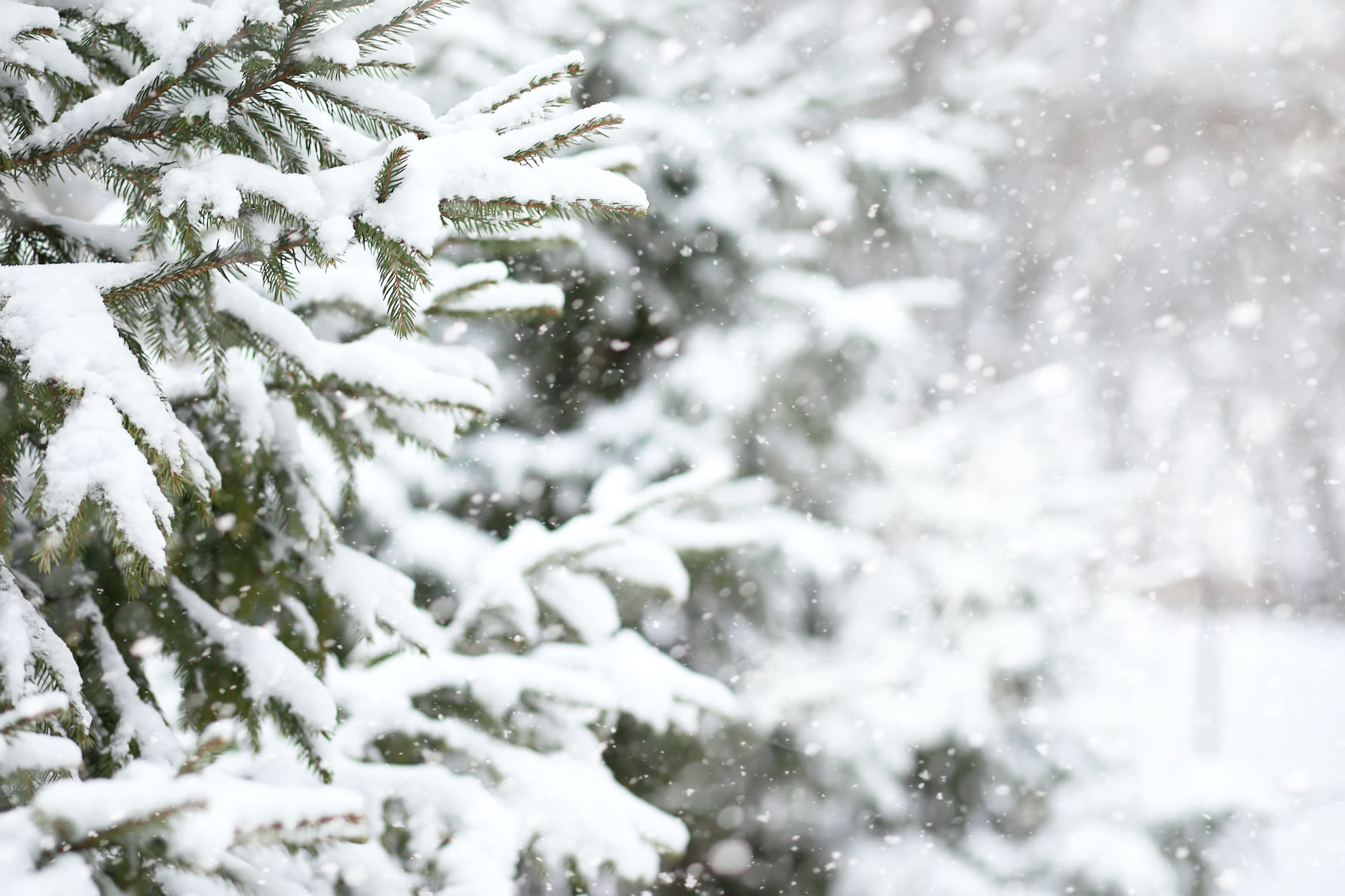 Sneeuw op takken van kerstboom
