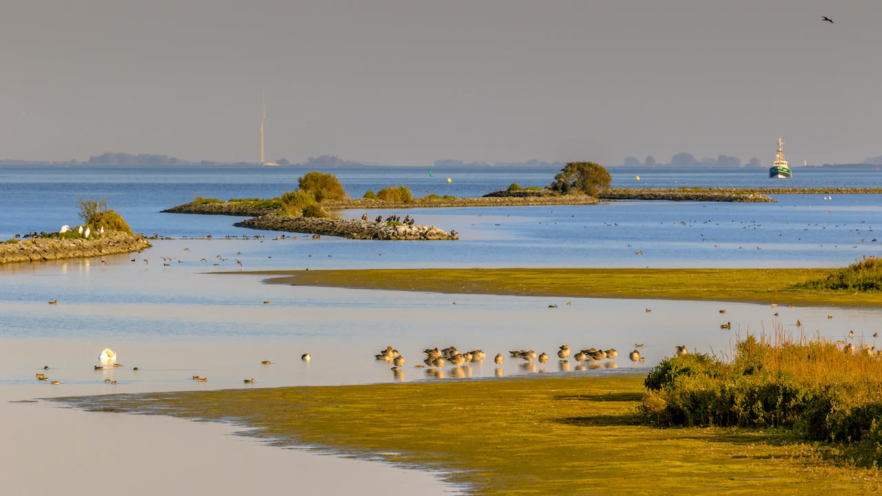 Kustvogels in het Haringvliet