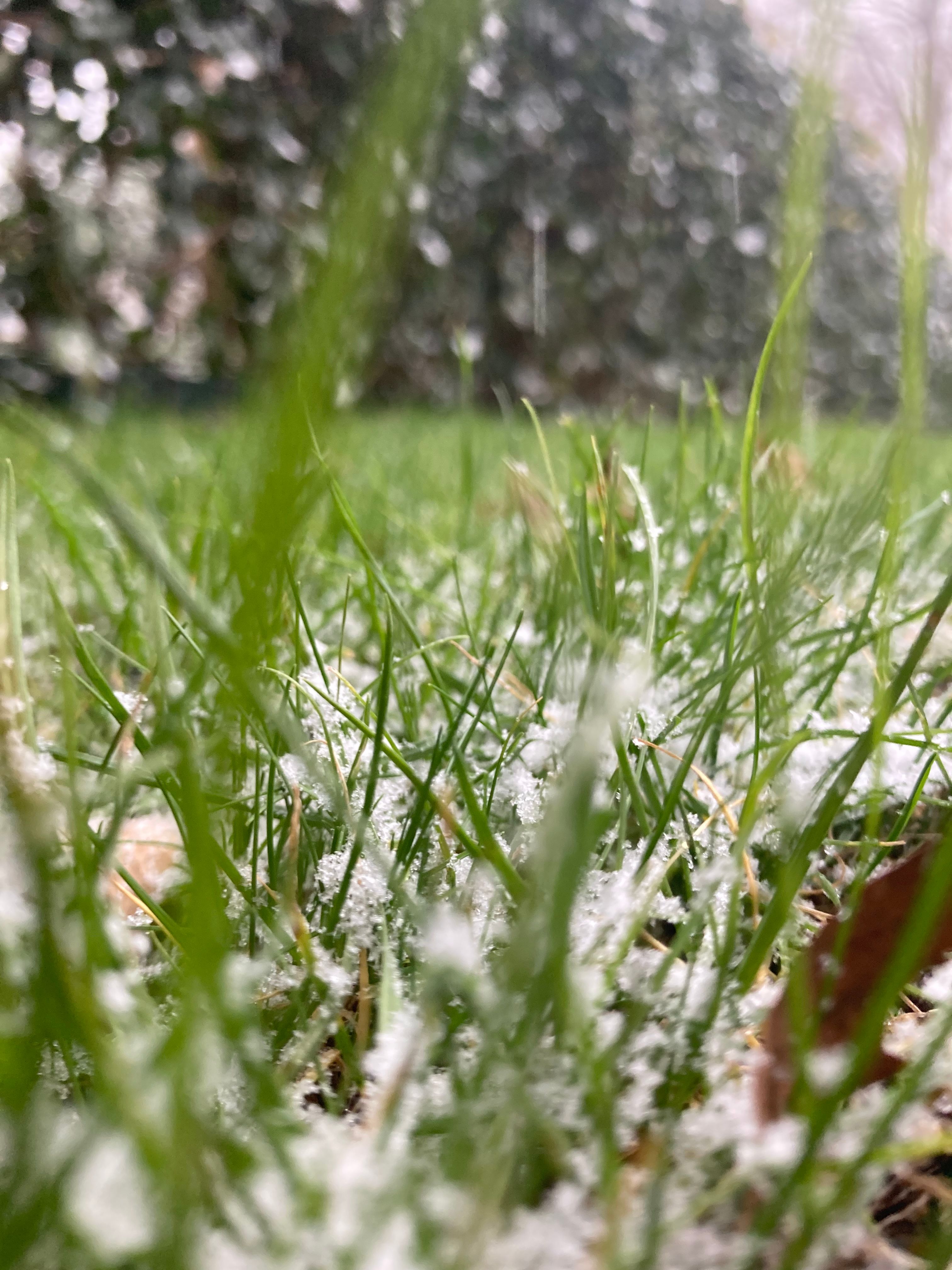 Sneeuw blijft een beetje liggen in het gras maar smelt weer weg