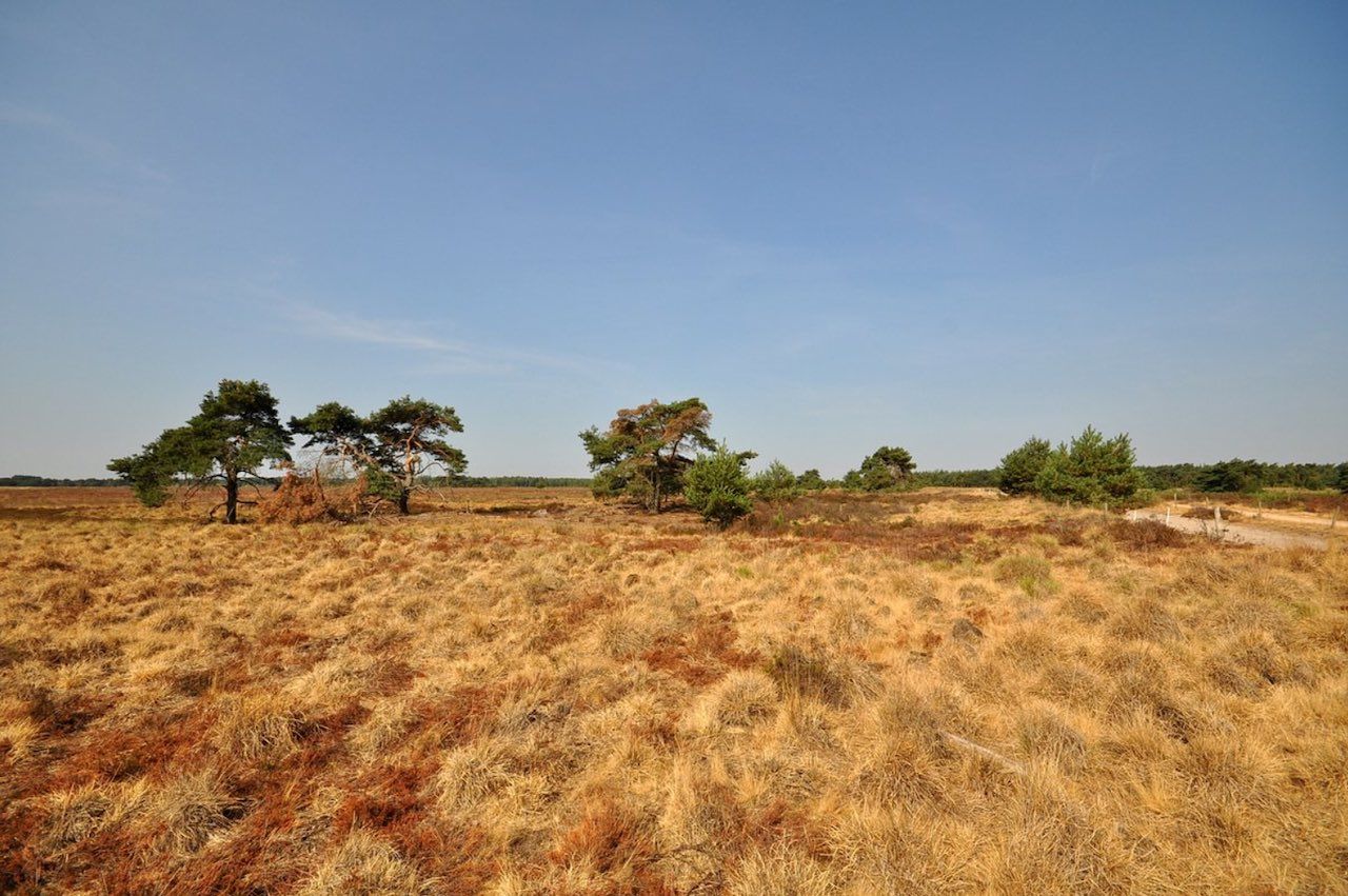 Droogte-in-zomer-in-Brabant