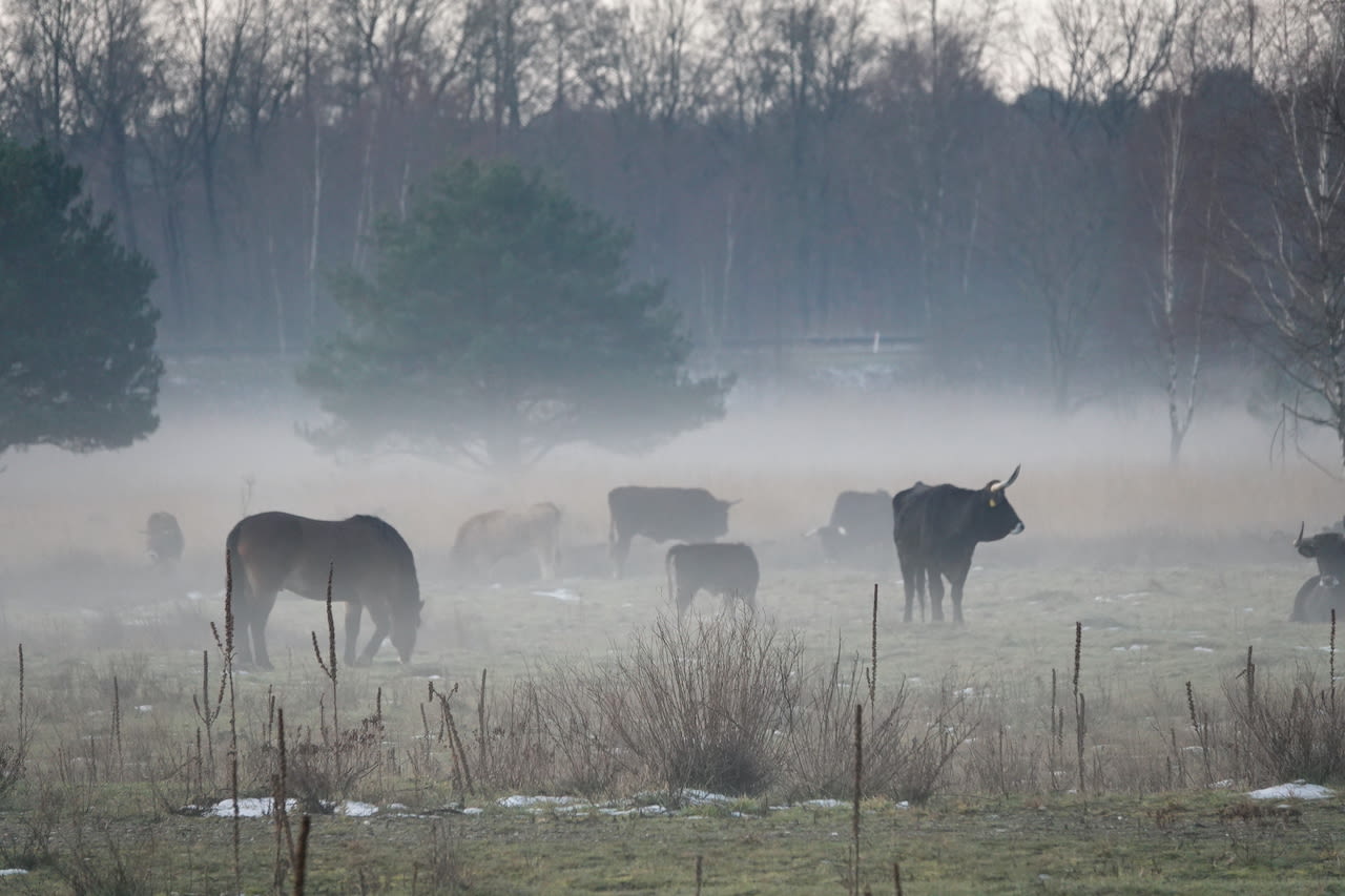 a9d7eca1-ben-saanen-runderen-in-de-mist