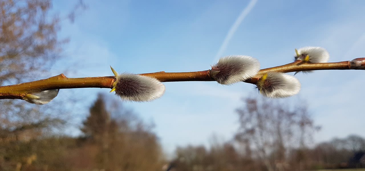 Jannes-Natuur-loopt-uit-door-zacht-lente-weer-1280x600