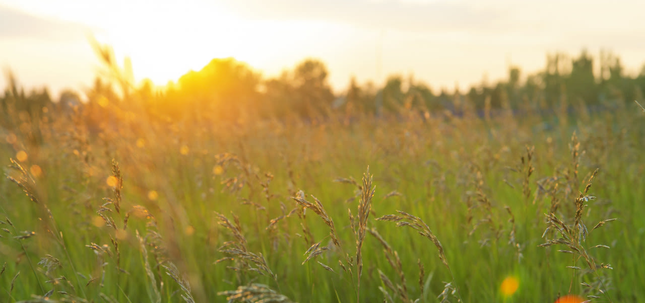Adobe-Stock-Una-zonnig-en-warm-weer-met-pollen-van-gras-veel-hooikoortsklachten