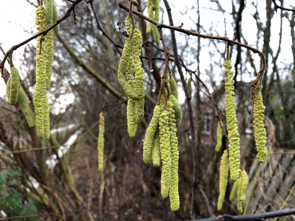 Bloeiende-Hazelaar-in-Wageningen
