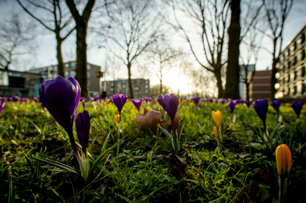 ANP-krokussen-in-februari