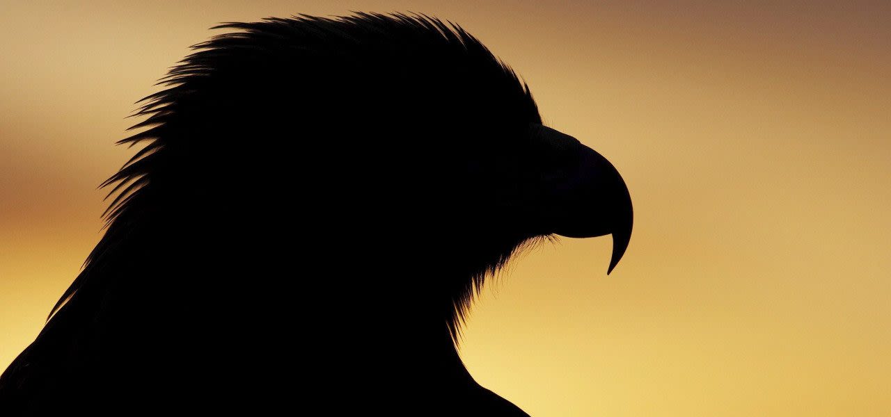 golden-eagle-Scotland-EPA-ANP-7038997-e1550849765593-1280x600