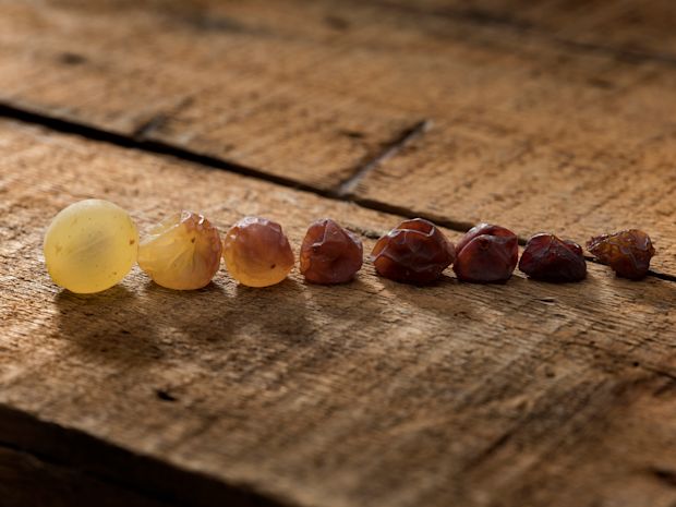 aszu-grape-progression-photo-2