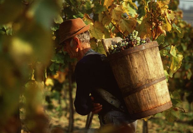 disznoko-harvest-man-with-puttony