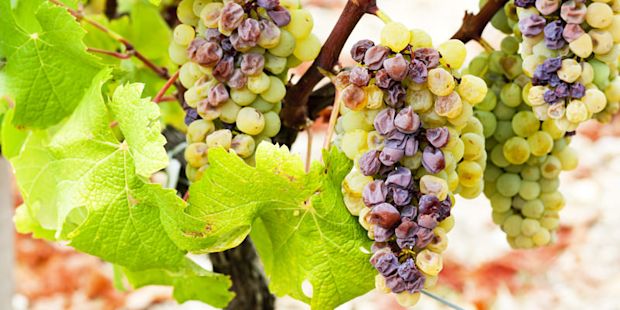 botrytis-grape
