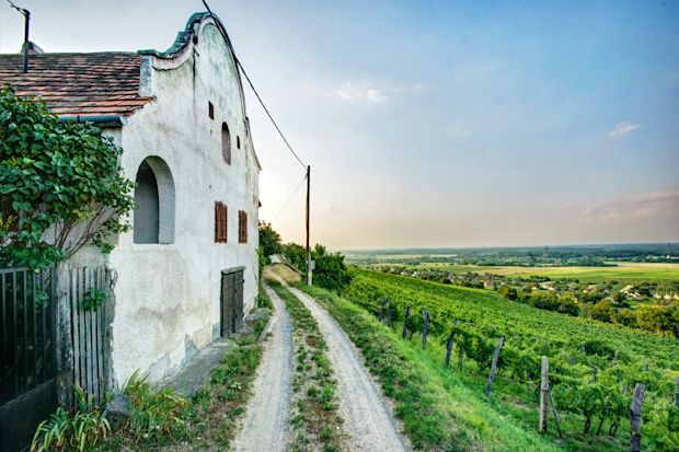 somlo-vineyard