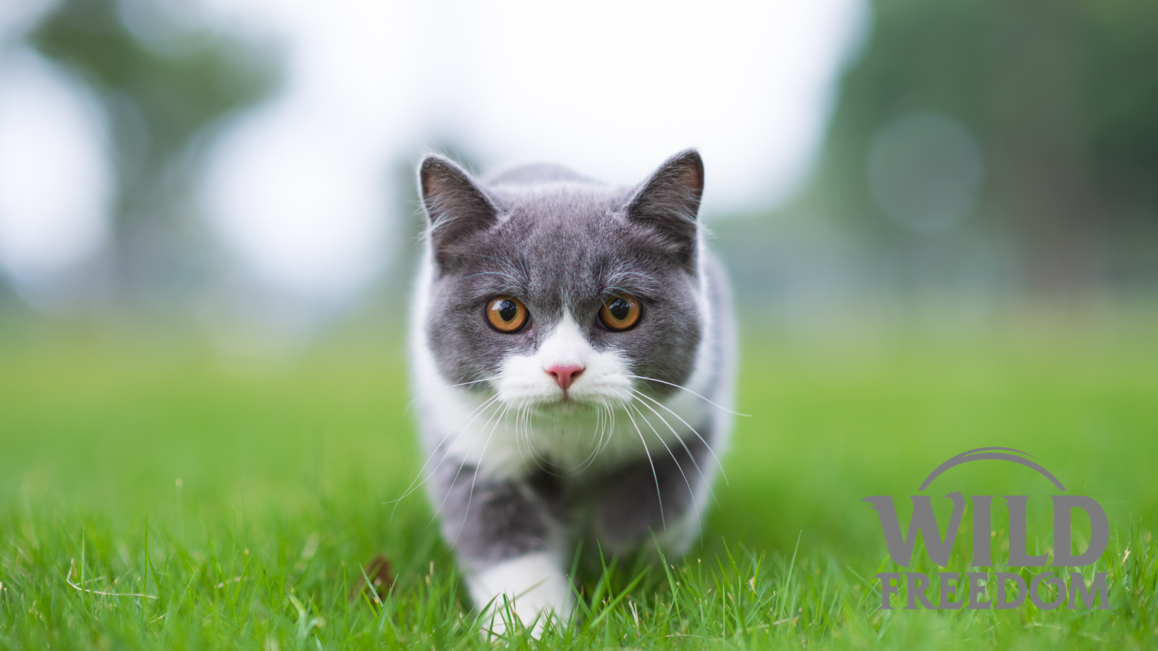 Pricerunner Native 1664 x 936 px (1)