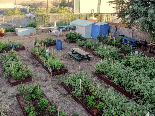 A community garden in New York, Grow NYC