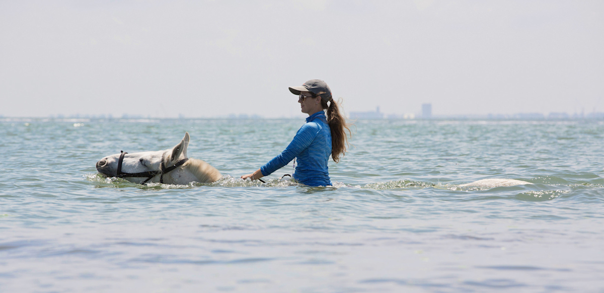 A horse and rider swim in Palma Sola Bay by Bradenton.