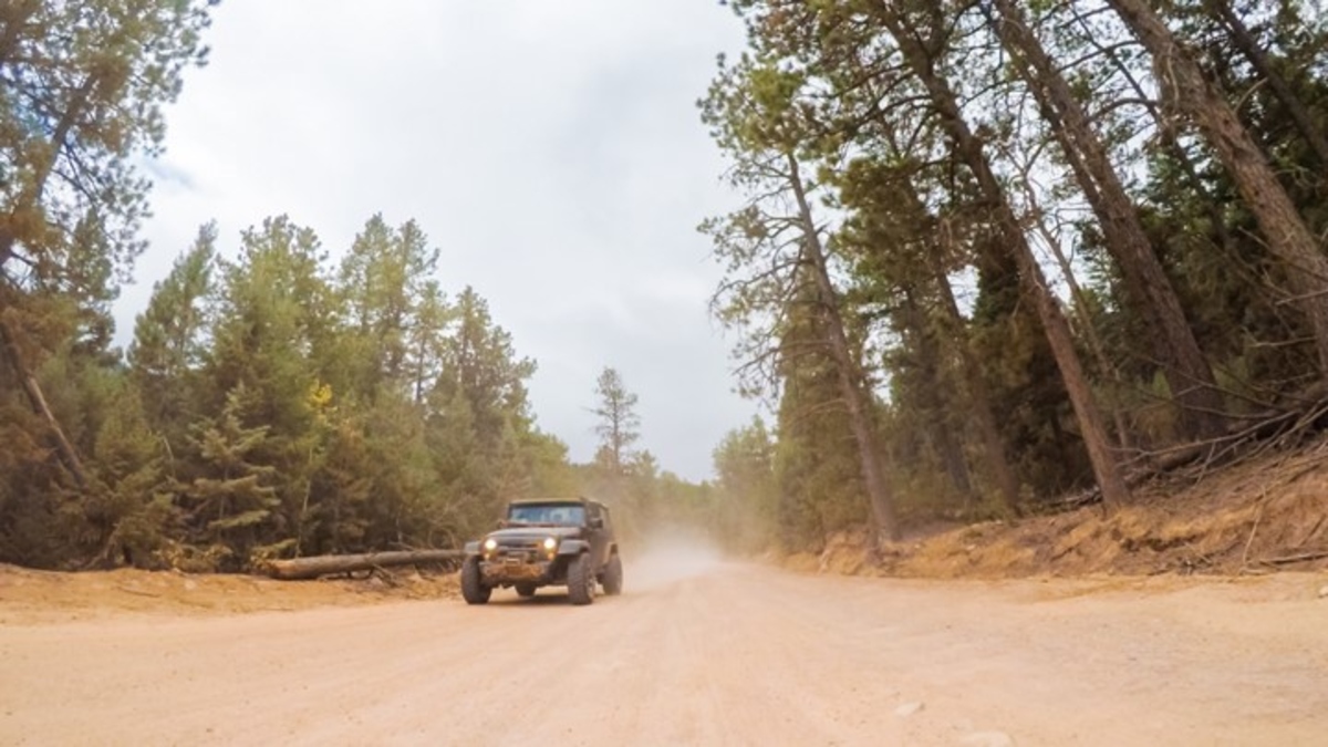Jeep driving through forest