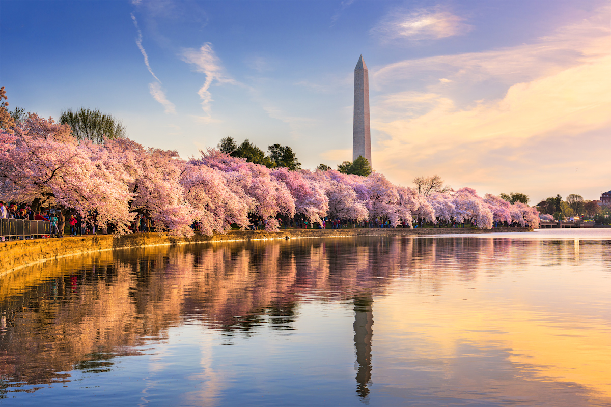Cherry Blossoms in front of Washington Monument.