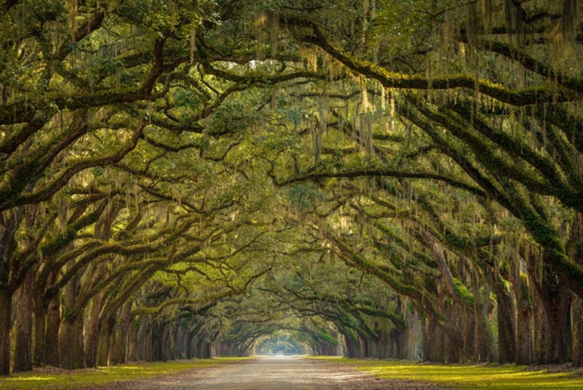 Oaks in Savannah