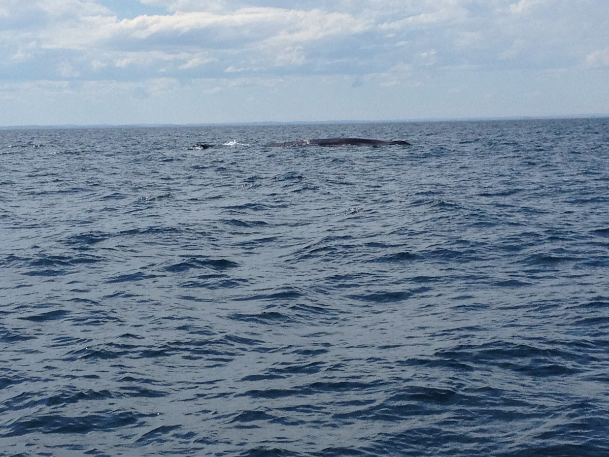 Whale Spotting in Lunenburg