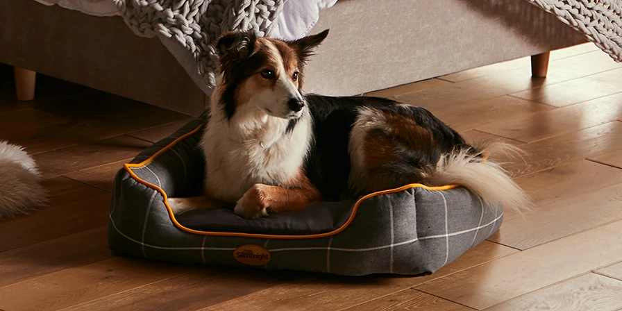 Dog on a pet bed